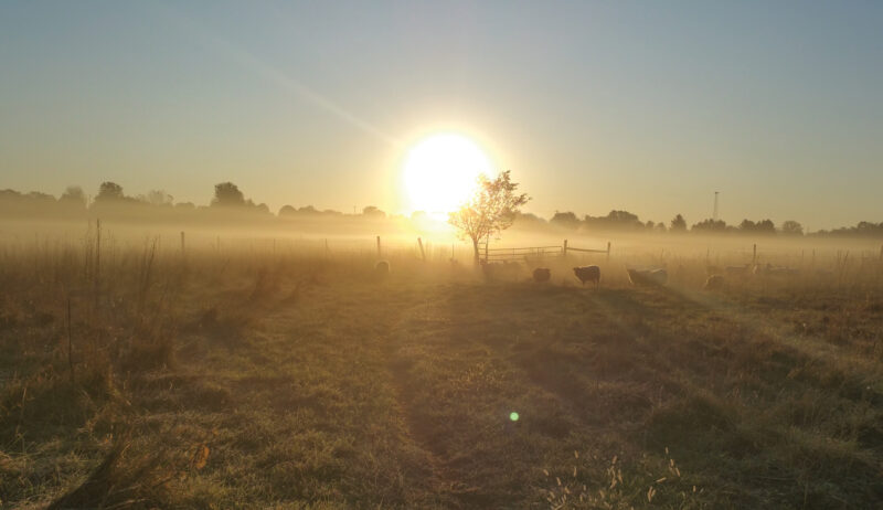 How to Care for Sheep Year-Round